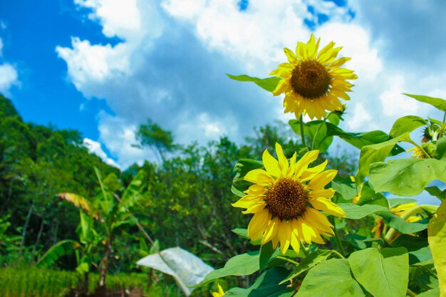 Tournesols et ciel bleu Fond d'été Espace de copie gauche