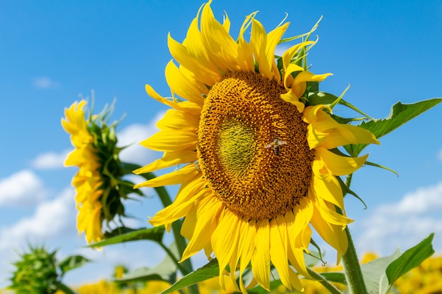 Tournesols sur le ciel bleu