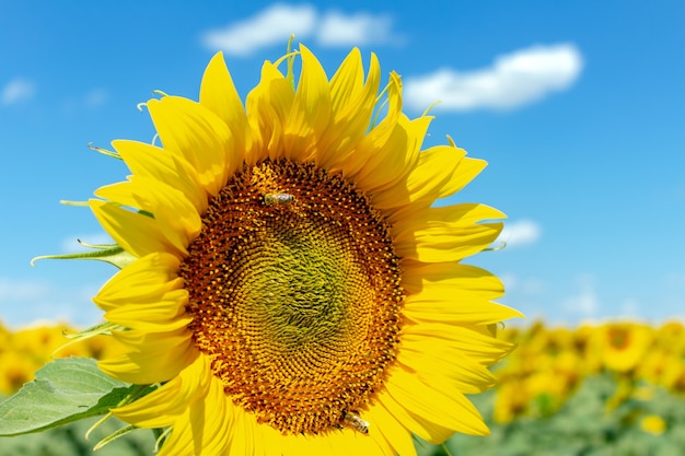 Tournesols sur le ciel bleu