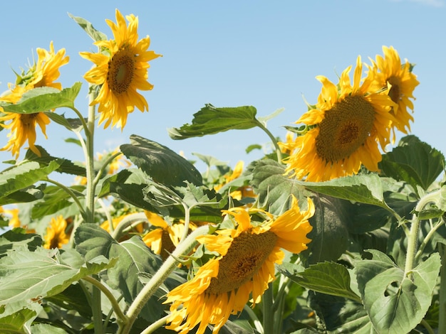 Tournesols contre le ciel bleu