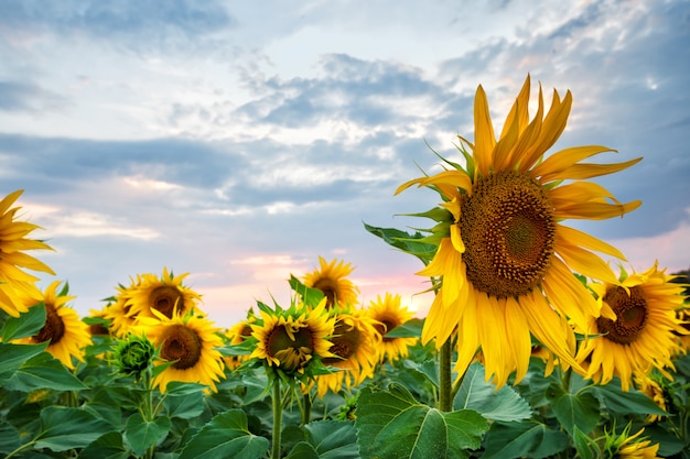 Tournesols dans champ au coucher du soleil