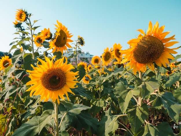 Tournesols dans un champ avec un bâtiment en arrière-plan