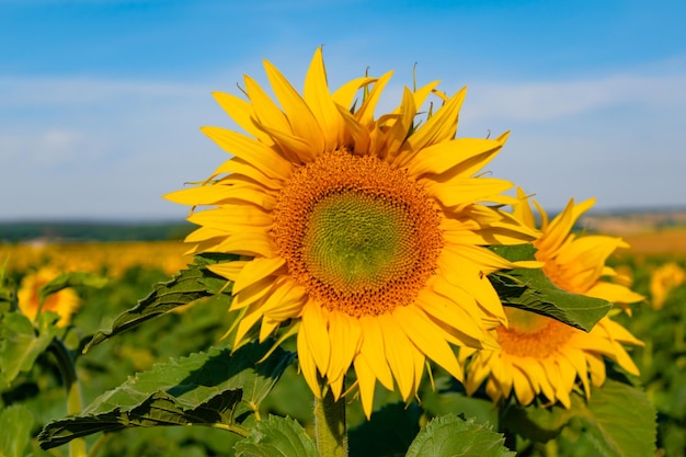 Tournesols dans un champ avec le ciel Helianthus annuus