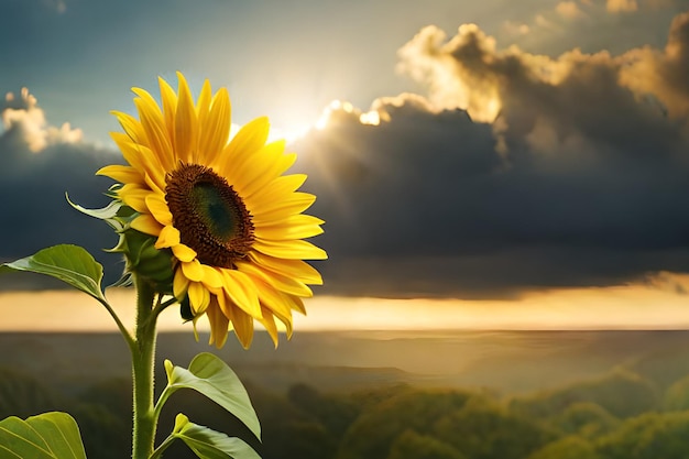 Tournesols dans un champ avec un ciel nuageux