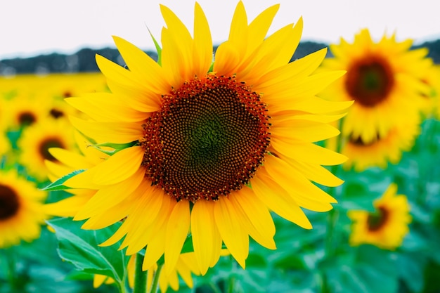 Tournesols dans un champ par temps nuageux. Fermer