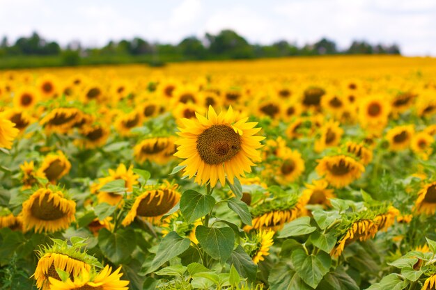 Tournesols dans le champ de tournesols