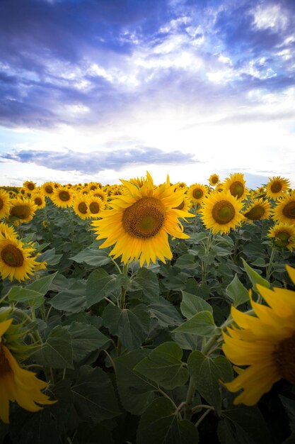 Photo des tournesols dans le champ