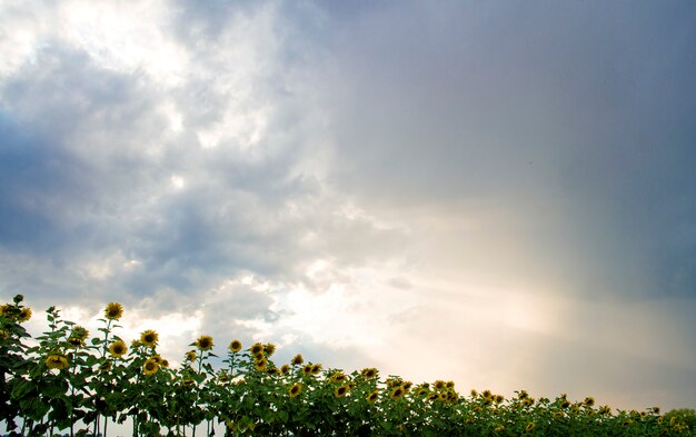 Tournesols dans le ciel couvert