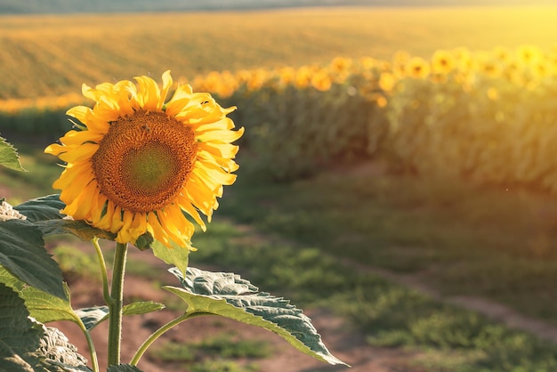 Tournesols dans le domaine agricole Tournesols en fleurs jaunes en saison