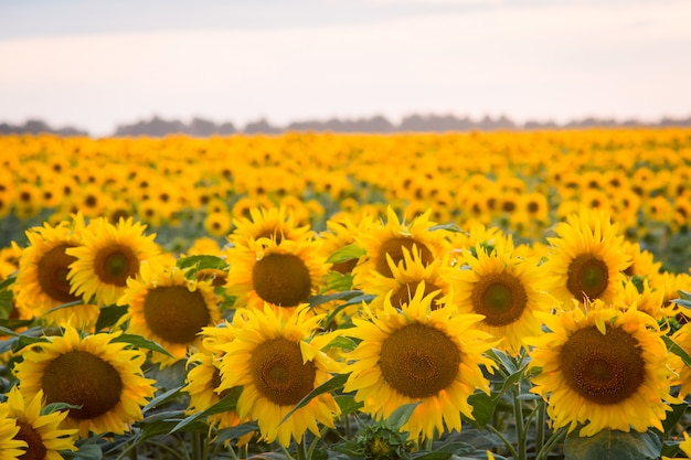 tournesols dans un grand champ