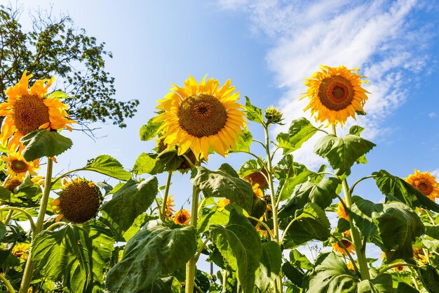 Tournesols dans le jardin contre le ciel bleu