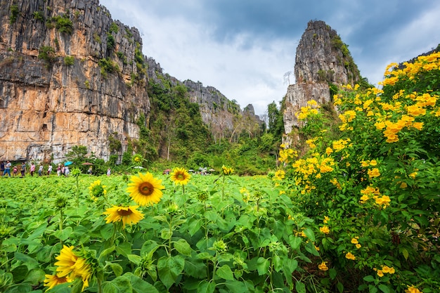 Tournesols dans les montagnes avec le ciel bleu dans le jardin à Noen Maprang Phitsaunlok, Thaïlande.