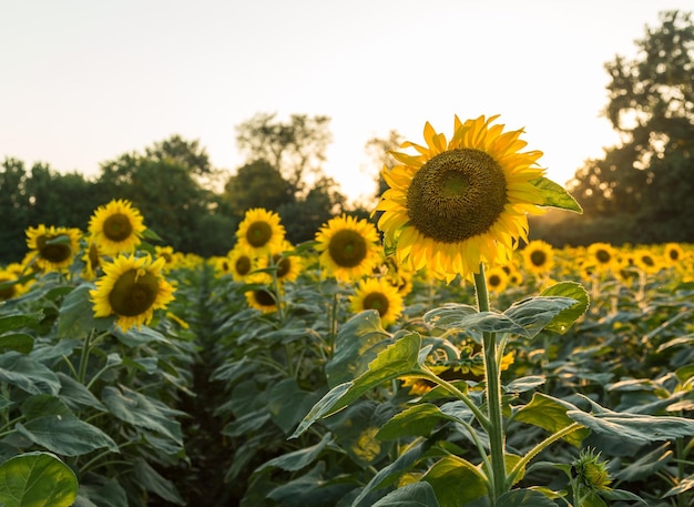 Tournesols en début de soirée au coucher du soleil