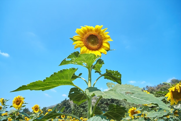 Tournesols exceptionnels qui fleurissent dans la nature avec un ciel bleu