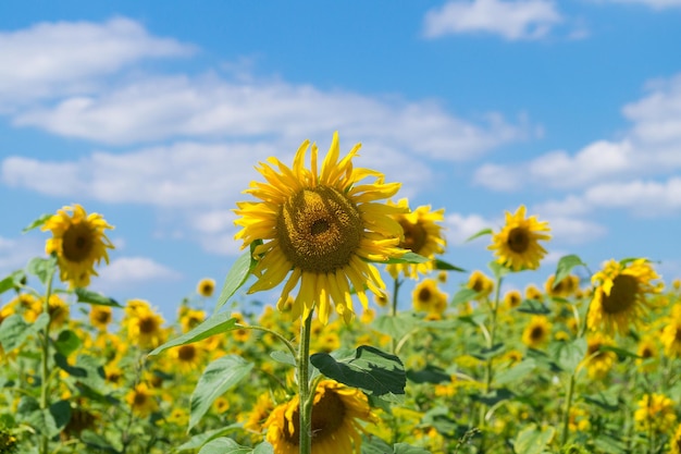 Les tournesols fleurissent contre le ciel
