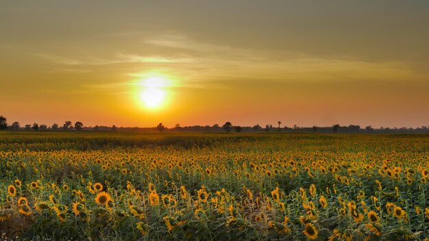 Les tournesols fleurissent dans le champ au coucher du soleil