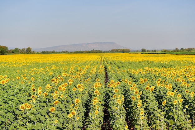 Les tournesols fleurissent dans les champs.