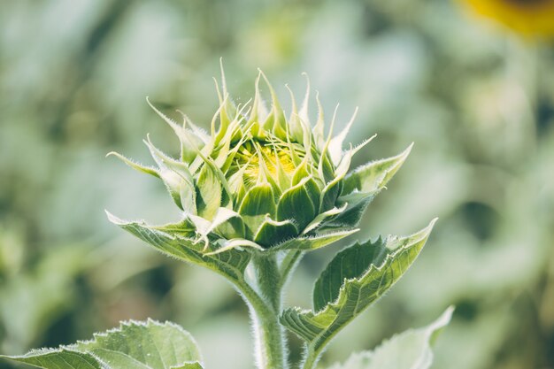 Les tournesols fleurissent dans une ferme, Saraburi, en Thaïlande.