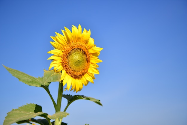 Les tournesols fleurissent dans le jardin à l&#39;automne.