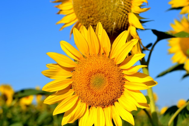 Les tournesols fleurissent à la ferme