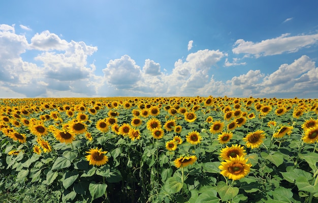 Les tournesols fleurissent et la lumière du soleil par temps clair.