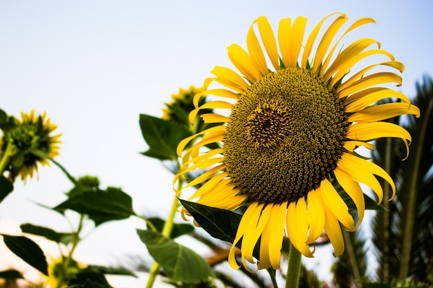 Les tournesols fleurissent.