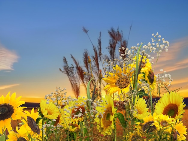 tournesols fleurs camomille et lavande verbes et herbe sur champ de prairie au coucher du soleil