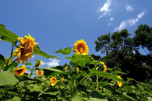 Tournesols en fleurs dans le contexte d'un champ et d'un ciel bleu avec des nuages