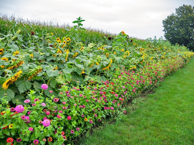 Tournesols et fleurs décoratives au bord du champ de cordon de l'agriculteur