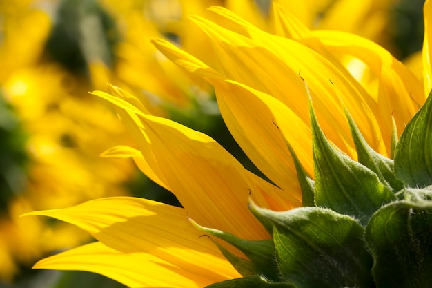 Tournesols en fleurs en été