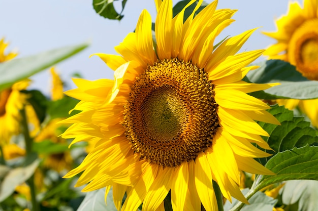 Tournesols en fleurs en été