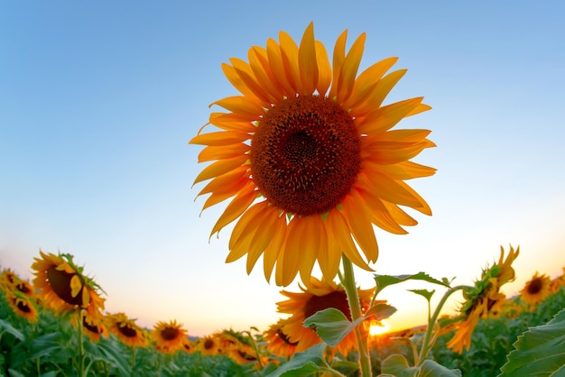 Tournesols en fleurs sur fond de ciel nuageux ensoleillé Agronomie agriculture