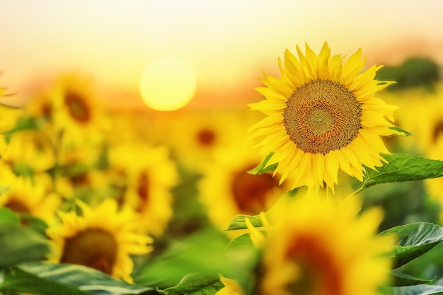 Tournesols en fleurs sur fond de coucher de soleil