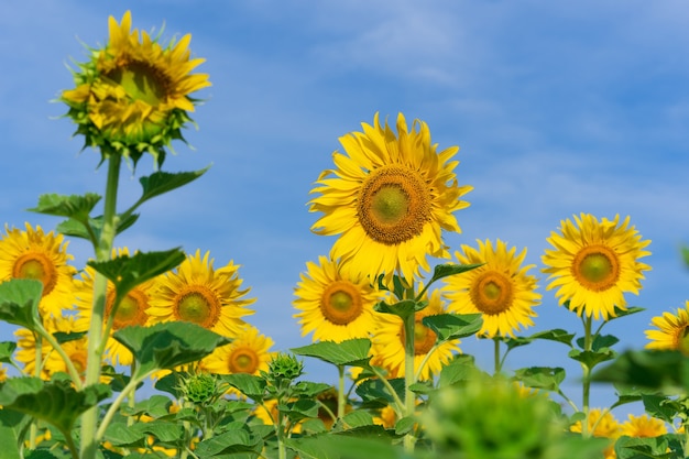 Tournesols en fleurs sur fond naturel, champ de tournesols sur fond de ciel