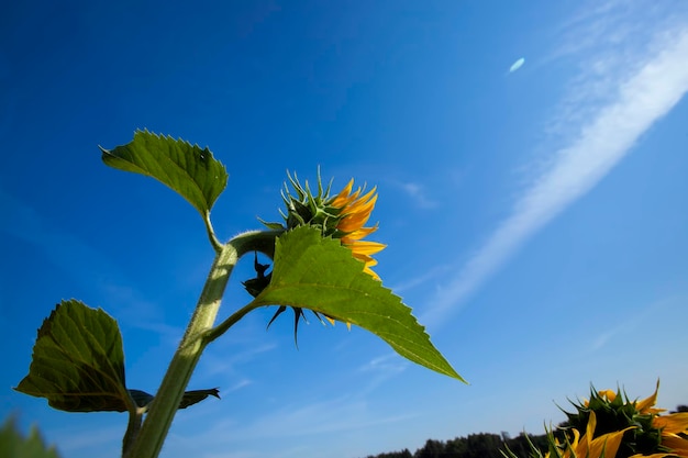 Tournesols en fleurs jaunes sur un champ agricole en été