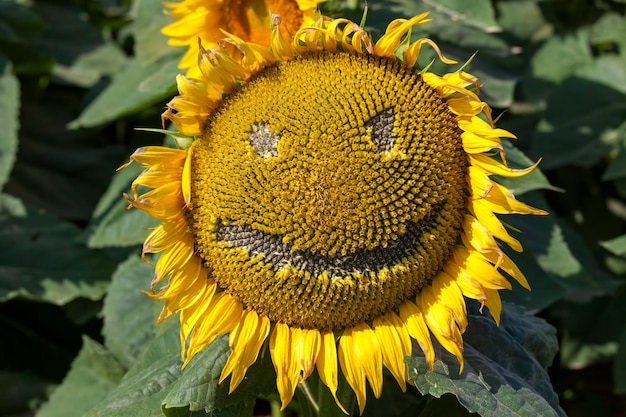 Tournesols à fleurs jaunes en été