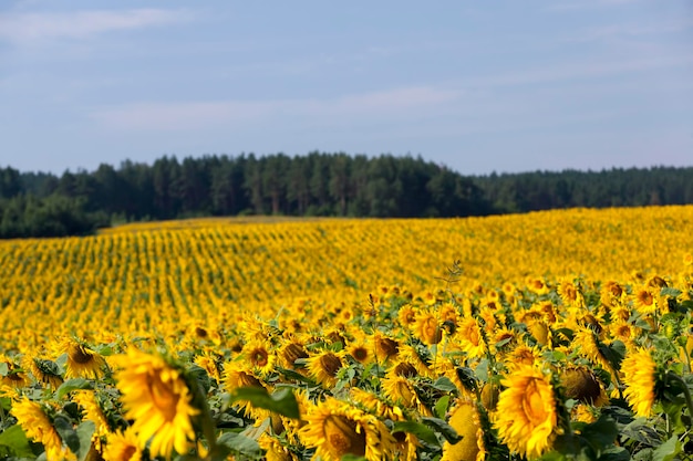 Tournesols à fleurs jaunes en été