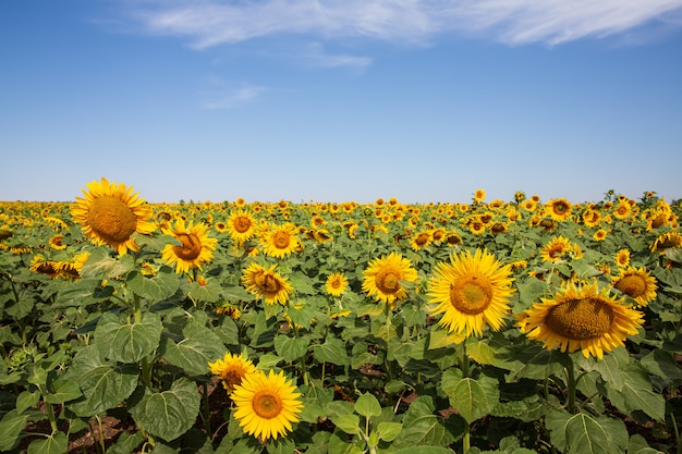 Tournesols en fleurs naturels. Paysage d'été avec champ de tournesols