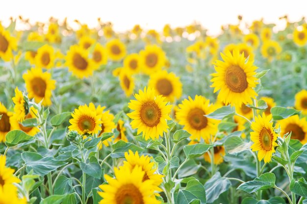 Tournesols en fleurs sur le terrain Espace de copie de mise au point sélective