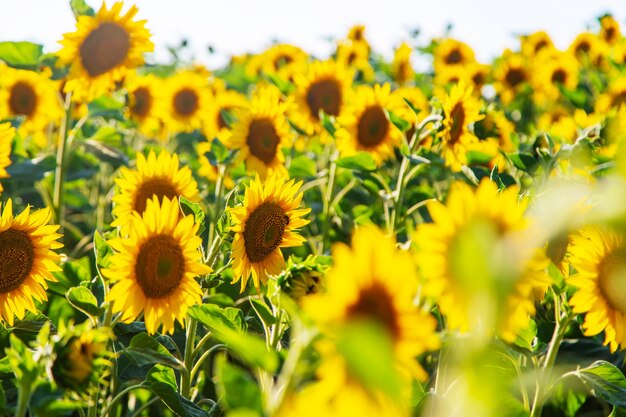 Tournesols en fleurs sur le terrain. Mise au point sélective. espace de copie.