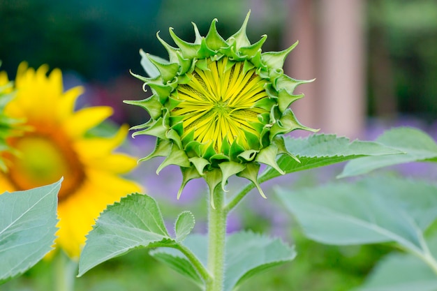 Tournesols en fleurs