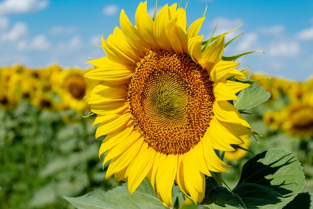 Tournesols sur le fond de ciel bleu. agriculture agriculture économie rurale agronomie concept.