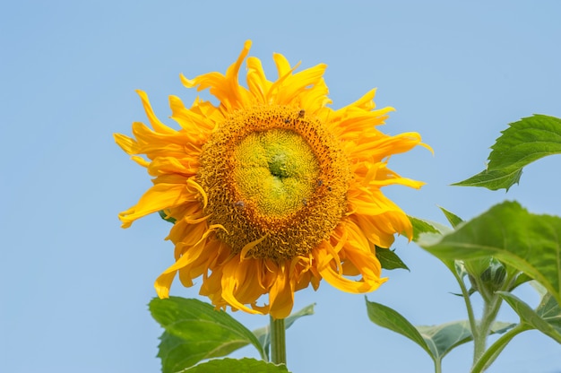 Photo tournesols sur fond de ciel bleu