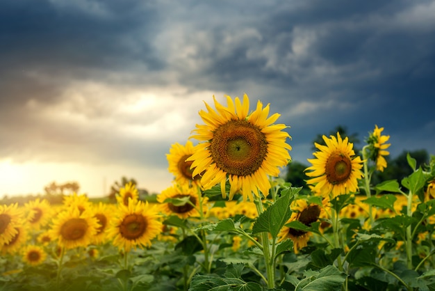 Tournesols et fond de coucher de soleil