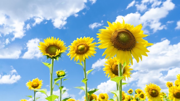 Photo tournesols jaune vif dans un champ par une journée ensoleillée libre d'un tournesol jaune contre un ciel bleu et d'autres tournesols