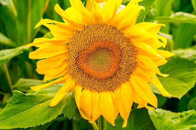 Les tournesols jaune vif en pleine floraison dans le jardin pour l'huile améliorent la santé de la peau et favorisent la régénération cellulaire