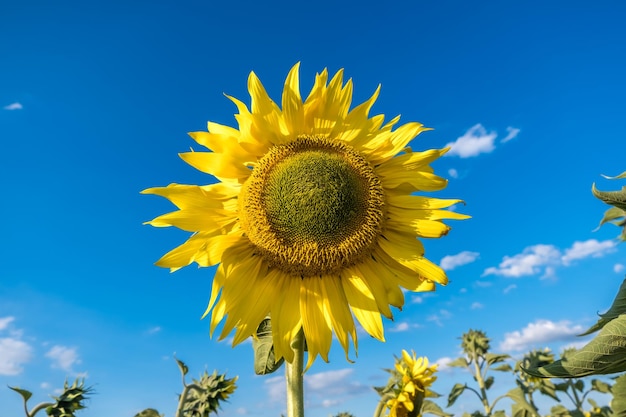 Les tournesols jaune vif en pleine floraison dans le jardin pour l'huile améliorent la santé de la peau et favorisent la régénération cellulaire