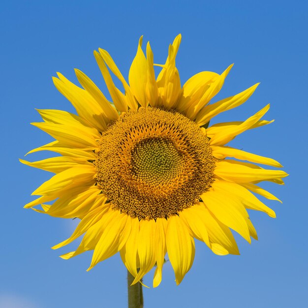 Tournesols jaunes et ciel bleu Ukraine