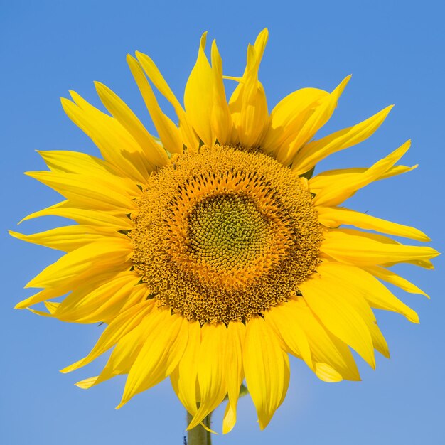 Tournesols jaunes et ciel bleu Ukraine