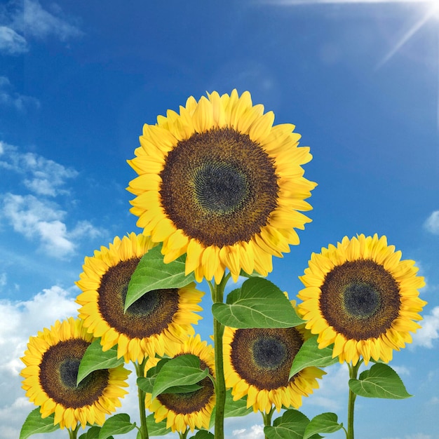 Tournesols jaunes contre le ciel bleu Fond d'été